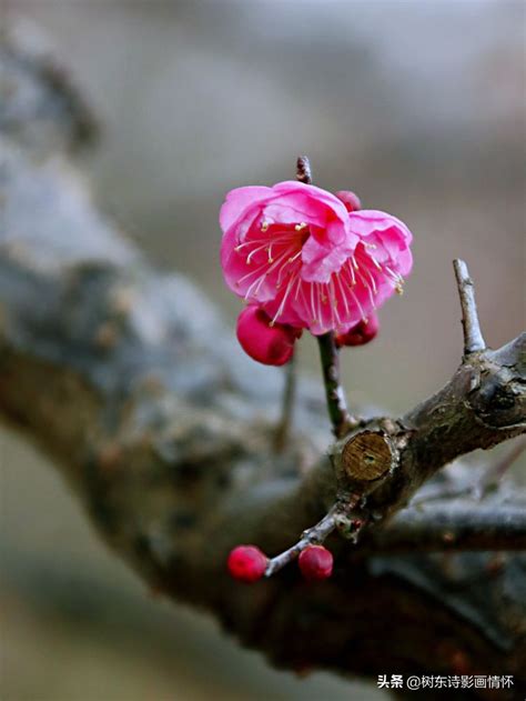 梅花风水|梅花的象征意义是什么 梅花的风水